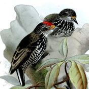 Picumnus steindachneri Smit.jpg