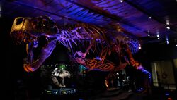 Victoria on display at HMNS