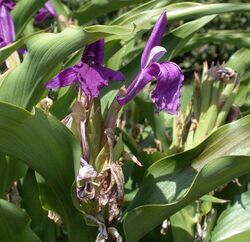 Roscoea purpurea 20070810-1338-183 trimmed.jpg