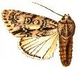 Acronicta theodora.JPG