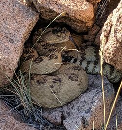 Crotalus oreganus lutosus in Utah.jpg