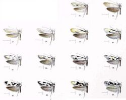 Hyposmocoma species8.JPG