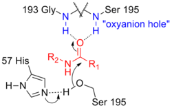 Serine protease oxyanion hole.png