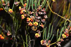 Daviesia nematophylla.jpg