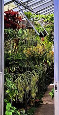 Plants in a conservatory, including a Neoregelia bromeliad (upper left), several Rhipsalis species (lower center), and other epiphytes