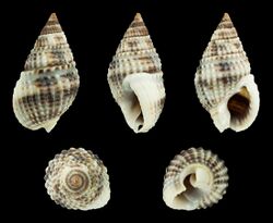 Nassarius margaritifer 01.JPG