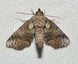- 8959 – Paectes pygmaea (probable) (35904893225).jpg