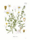 ANTHEMIS arvensis Köhler.png