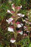 Acanthaceae - Acanthus mollis (2).JPG