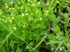 Adders tongue spearwort.jpg