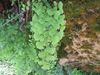Adiantum capillus-veneris 2601.jpg