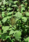 Amaranthus viridis 25042014 1.jpg