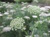 Ammi Visnaga (289632722).jpg