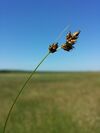 Carex divisa sl1.jpg