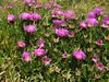 Carpobrotus acinaciformis RF.jpg
