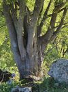 Celtis australis 20150404 a.jpg