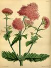 Centranthus macrosiphon Paxton 067.jpg