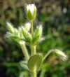 Cerastium brachypetalum W.jpg