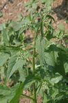 Chenopodium hybridum (Sautod-Gänsefuß) IMG 1539.jpg