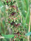 Clustered Dock (Rumex conglomeratus), Stevenage.jpg