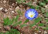Convolvulus April 2010-1.jpg