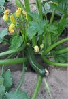 Courgette plant 'Diamant'.jpg