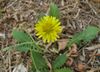 Crepis bursifolia j5961b.JPG