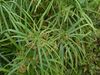 Cyperus alternifolius.jpg