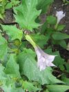 Datura stramonium 2 (2005 07 07).jpg