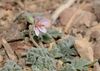 Erodium laciniatum pulverulentum 1.jpg