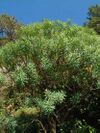 Euforbia dendroides01.jpg