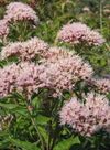 Eupatorium cannabinum (xndr).jpg