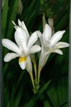 Freesia leichtlinii subsp. alba 1DS-II 3-6785.jpg