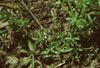 Galium spurium ssp vaillantii.jpg