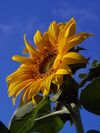 Helianthus annuus exposed 2004-05-22.jpg