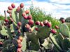 Indian Fig - Opuntia ficus-indica.jpg