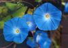 Ipomoea tricolor-1.jpg