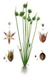 Juncus capitatus Sturm9.jpg