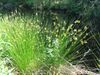 Juncus effuses.jpg