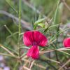 Lathyrus setifolius-Gesse à feuille fines-20160417.jpg