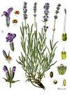Lavandula angustifolia - Köhler–s Medizinal-Pflanzen-087.jpg