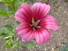 Malope trifida (Malvaceae) flower.JPG
