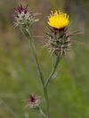 Maltese star thistle (Centaurea melitensis) (5831615942).jpg