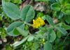 Medicago minima W.jpg