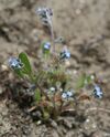 Myosotis ramosissima-02 (xndr).jpg