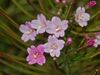 Onagraceae - Epilobium parviflorum-2.JPG