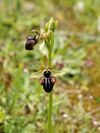 Ophrys incubacea (flower spike).jpg