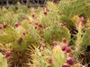 Opuntia dillenii (Los Sauces) 02 ies.jpg
