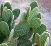 Opuntia microdasys 3.jpg