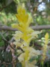 Orobanche pubescens f. homochroa - Chios - Greece.jpg